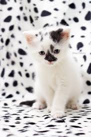 Beautiful Black And White Spotted Cat Spotted Pretty Cats Beautiful Cats Cute Animals