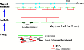 Human Genome Project Sequencing The Human Genome Learn