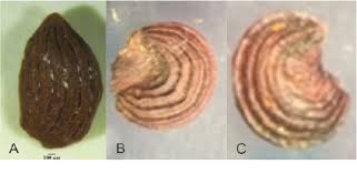 The seedlings benefit from frequent dilute applications of soluble fertiliser. Evaluation Of Growth Flowering And Seed Morphology Of Bat Flower Tacca Chantrieri Semantic Scholar