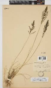 Image result for Eragrostis gummiflua