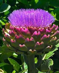 Did You Know The Artichoke If Left Unplucked Produces A Most Exquisite Flower Photo By Joannedibonaphotos Artichoke Flower Flower Photos Flower Images