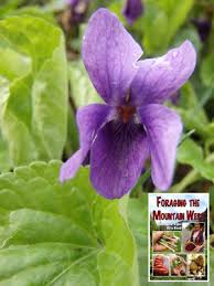 Image result for Violaceae