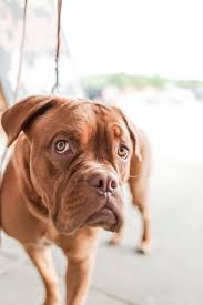 Some veterinarians recommend wellness exams at least every 6 months for senior pets and pets with chronic health issues. How Much Should You Spend Average Veterinary Costs For Pet Owners Booklexia