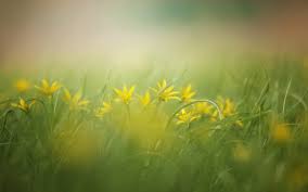 Spring clean – Decluttering Our Space and Mind - Alive Wellness