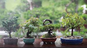 While many think of bonsai trees as japanese, the art of bonsai originated in china as part of a spiritual practice linked first to taoism, and later to buddhism. How To Get Started With The Best Bonsai Trees For Beginners