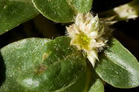 Image result for Alternanthera caracasana