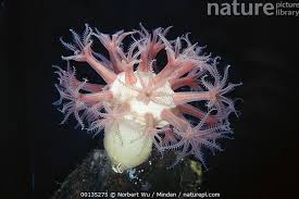 Image result for Nesphostylis holosericea