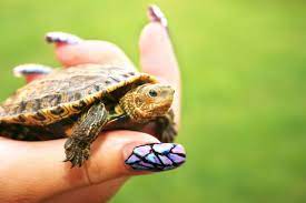 Pet Turtles That Stay Small And Look Cute Forever Pet Ponder