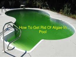 Apply a green algaecide and follow the label directions. How To Get Rid Of Algae In Pool