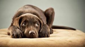 Scared Dog Google Search Labrador Retrievers Kopek Sevimli Kopekler