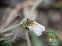 Image result for Blepharis maderaspatensis