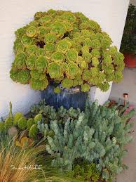 Pin On Cactus Succulents