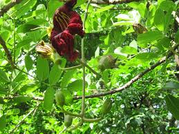 Image result for Kigelia africana