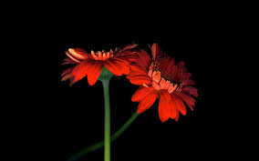 You can also upload and share your favorite pure black background wallpapers. Wallpaper Two Orange Gerbera Flowers Black Background 1680x1050 Hd Picture Image