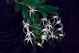 Image result for Cyrtorchis neglecta