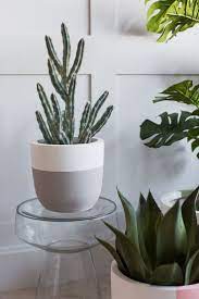 Meet The Maker Nathalie Gibbins Rose Grey Potted Plants Concrete Plant Pots Plants