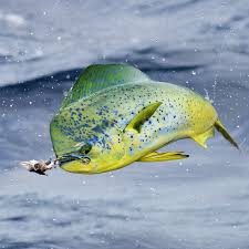 Mahi Mahi Casa Vieja Lodge Sportfishing Fleet Sea Fishing Deep Sea Fishing Salt Water Fishing