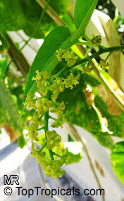 Image result for Tinospora fragosa