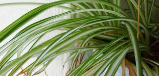 In fact many of them do. Are Spider Plants Toxic To Cats Our Backyard Farm