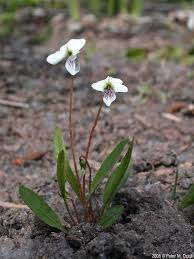 Image result for Landolphia violacea