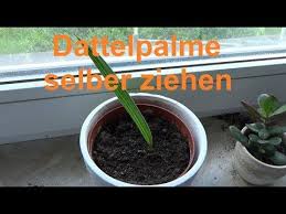 Dattelpalme Zuchten Dattel Selber Ziehen Datteln Palmen Vermehren Youtube Dattel Zuchten Ananas Selber Ziehen