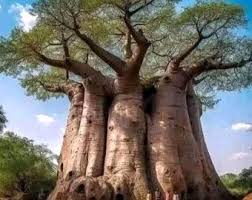 Image result for Entada abyssinica