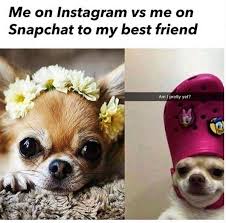 The meme typically consists of a picture of a shiba inu dog accompanied by multicolored. Chihuahua Crocs Pasteurinstituteindia Com