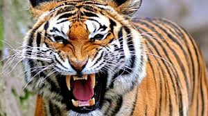 Download now begini nasibnya elang vs leopard macan tutul compilation. 9 Most Endangered Animals In Indonesia Factsofindonesia Com