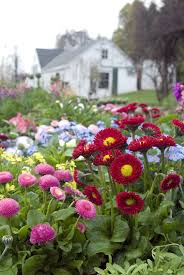 Pin By Debbie Warren Carberry On Uploaded Photos White Flower Farm Flowers Beautiful Flowers