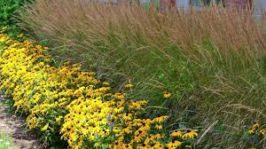 This grass will be a focal point wherever it's planted, but is especially beautiful when the plumes are backlit by the early morning or late afternoon sun. Karley Rose Fountain Grass Pennisetum American Meadows