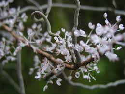 Image result for Solenangis