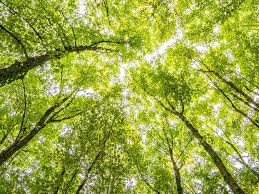 Add a shady spot or a splash of color to your yard with a tree or bush from our wide selection of trees, bushes and shrubs. Young Trees Have Special Adaptations That Could Save The Amazon