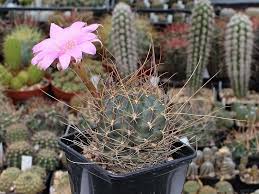 Villosus lamotte) con fitti peli patenti una pianta con i fiori gialli a grappolo = iperico. Lobivia Come Coltivare La Pianta Grassa Substrato Esposizione Annaffiatura Coltivo Da Me