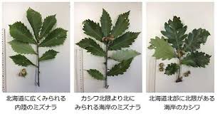 国立研究開発法人 森林研究 整備機構 森林総合研究所 カシワから遺伝子を受け取って 内陸のミズナラが海岸で生育できるようになった