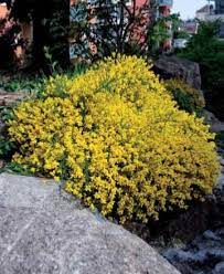 Couvre sol persistant ,feuilles vertes pointus ,croissance rapide. Arbustes Couvre Sol Achat Vente Arbustes Bas Tapissants Du Jardin