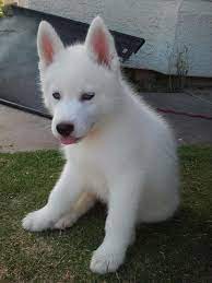 Su pelaje es denso pero, gracias a la forma de. Resultado De Imagen De Husky Siberiano Blanco Ojos Azules Siberian Husky Puppies White Siberian Husky White Husky Puppy