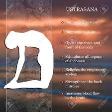 Yoga Pose Infographics Benefits Of Practice Ustrasana Royalty Free Cliparts Vectors And Stock Illustration Image 51864812