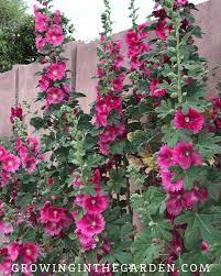 Cook the buds, sautéed in a bit of butter with salt & pepper, add fresh petals to salads, leaves can be used in middle eastern/egyptian cooking and brew a tea from the flowers. How To Grow Hollyhocks Hollyhock Growing Guide Growing In The Garden Hollyhocks Flowers Growing Hollyhocks Flowers Perennials