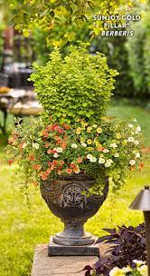 Sunjoy Gold Pillar Barberry Berberis Thunbergii Proven Winners Yellow Plants Yellow Leaves Plants