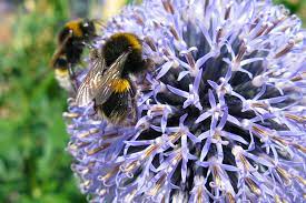 Favorite flowers for bees and butterflies that will grow almost anywhere. Bee Friendly Winter Plants For Your Garden Rhs Gardening