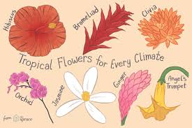 The salvia family includes both annuals and perennials that make beautiful garden plants. 14 Types Of Tropical Flowers