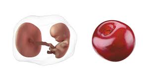 The date you choose must fall on or before your estimated due date. Due Date Calculator How Many Weeks Am I Pregnant