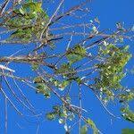 Image result for Lannea antiscorbutica