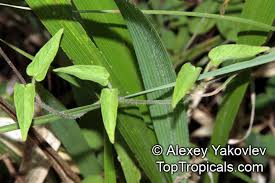 Image result for Ceropegia meyeri