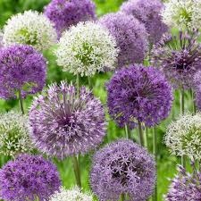 Image result for allium