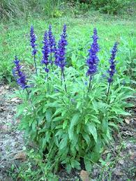 Perennial plants with purple flowers are available for both sun and shade, damp and dry conditions. 17 Low Maintenance Perennials Purple Flowering Plants Easy Perennials Flower Landscape