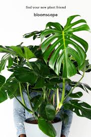Shop Indoor Plants Bloomscape Plants Indoor Plants Online Buy Indoor Plants