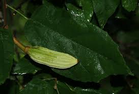 Image result for Glyphaea tomentosa