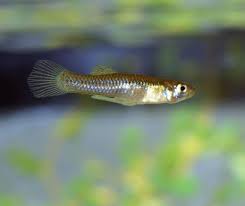 Ikan cupang juga termasuk ikan hias yang mudah dipelihara tanpa menggunkanan oksigen atau gelembng udara yang disebut aerator. 2021 Kenali Ikan Guppy Longkang Di Malaysia Info Ikan Guppy Ikan Hiasan Terkini