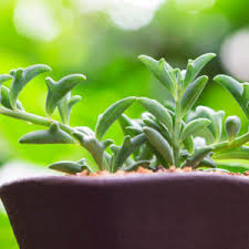 Image result for Senecio propior